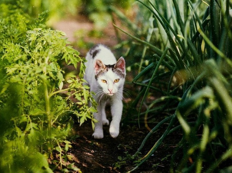 Кот, нашкодивший на грядках, стал причиной драки в Алтайском крае