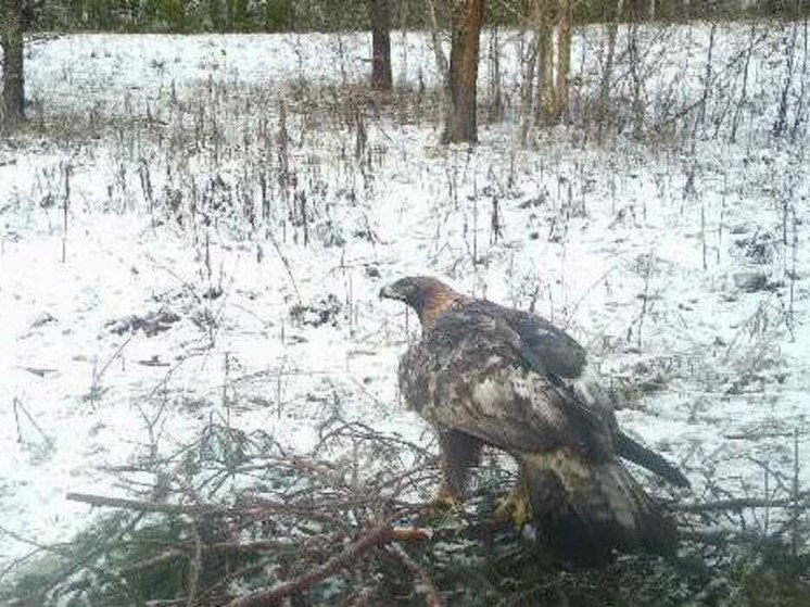 В Ленобласти фотоловушка сняла редкого орлана-белохвоста