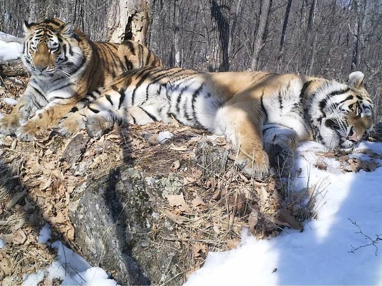 История любви приморского тигра попала в мировые СМИ