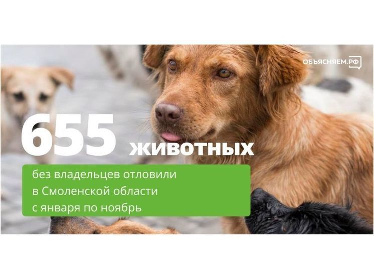 655 бездомных животных отловили на Смоленщине с начала года