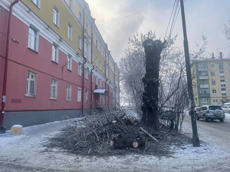 Под спил пойдут 240 отживших городской век деревьев