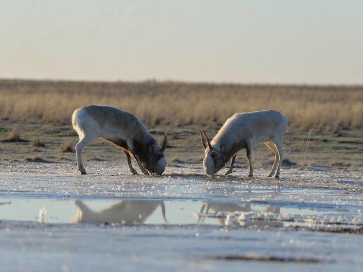 Сайгаки Калмыкии соблюдают декабрьские традиции