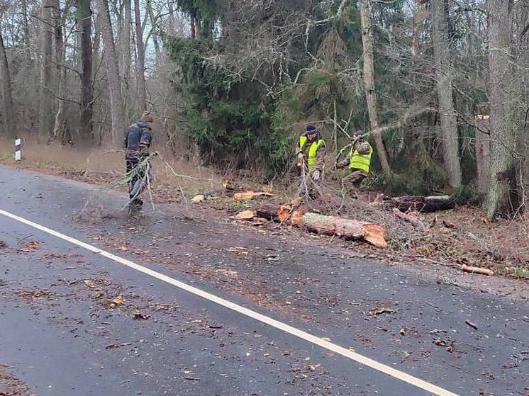 В Калининграде очередное дерево рухнуло на дорогу на улице Камской