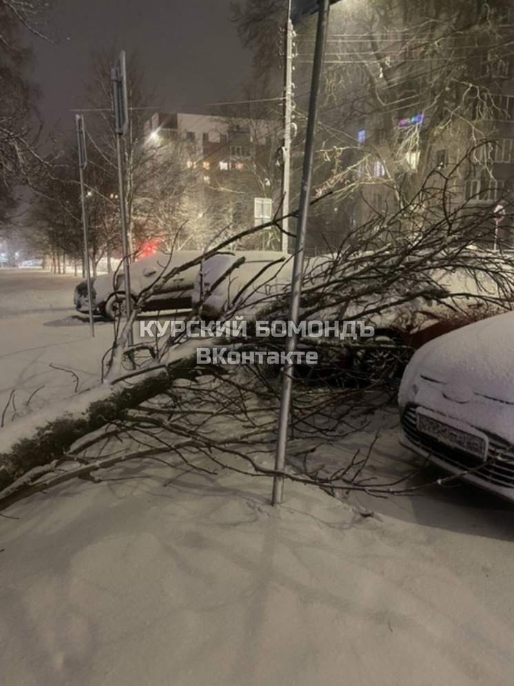 В центре Курска сильный ветер свалил дерево на автомобиль