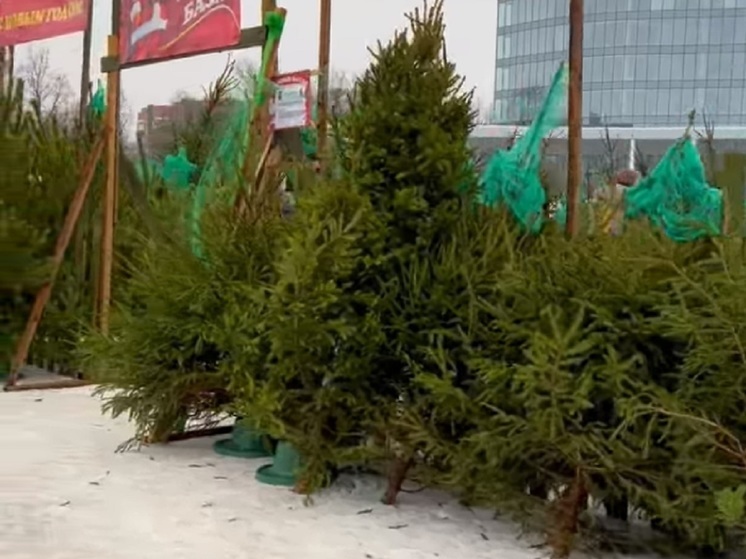 Ярославцы пожалели ели, которые останутся нераспроданными