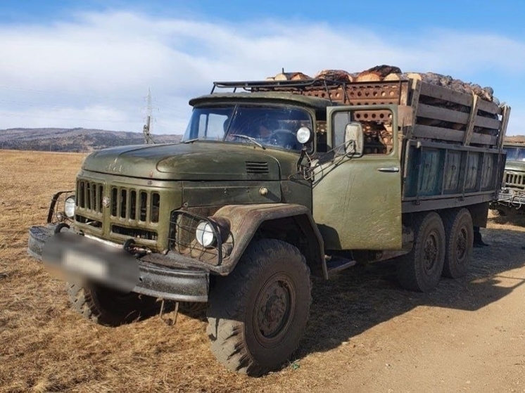 Более 30 незаконных вырубок на 1 млн рублей выявили в Забайкалье