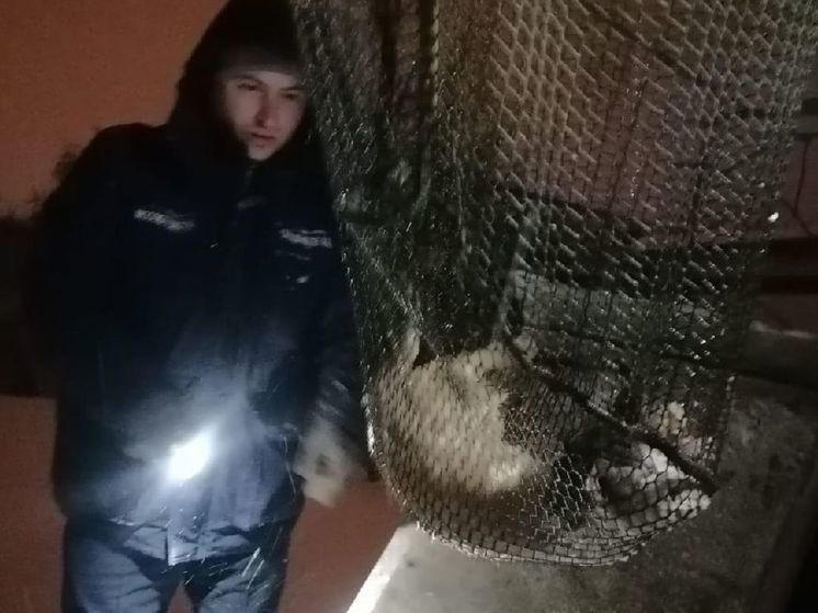 В Луховицах кошка провалилась в 8-метровый колодец с ледяной водой