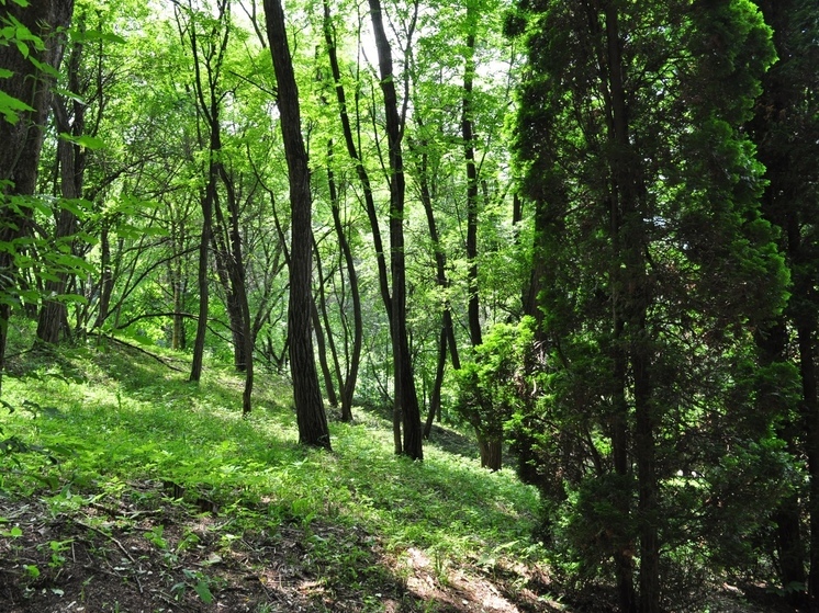 В новых регионах России высадят гигантские геоглифы