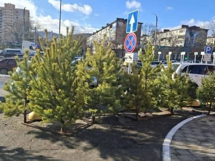 В Новороссийске пресекли незаконную продажу елей и сосен