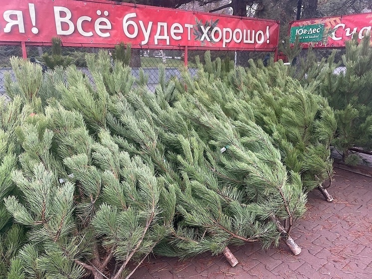 Ростовский врач рассказал чем живая елка в доме может быть опасна