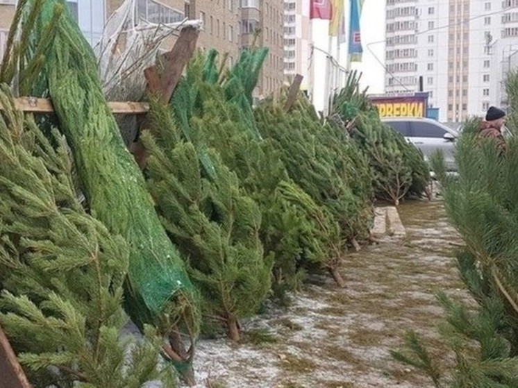 В Курске 20 декабря начнут работу ёлочные базары
