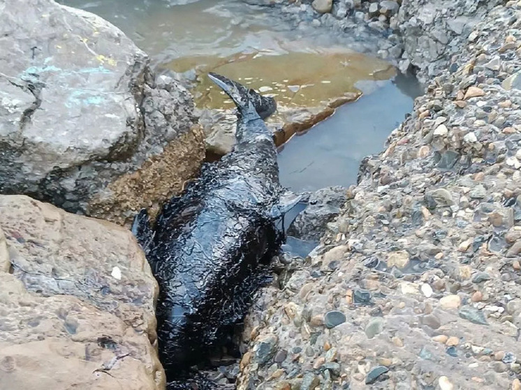 На берегу моря в Анапе нашли мертвого дельфина, облепленного мазутом