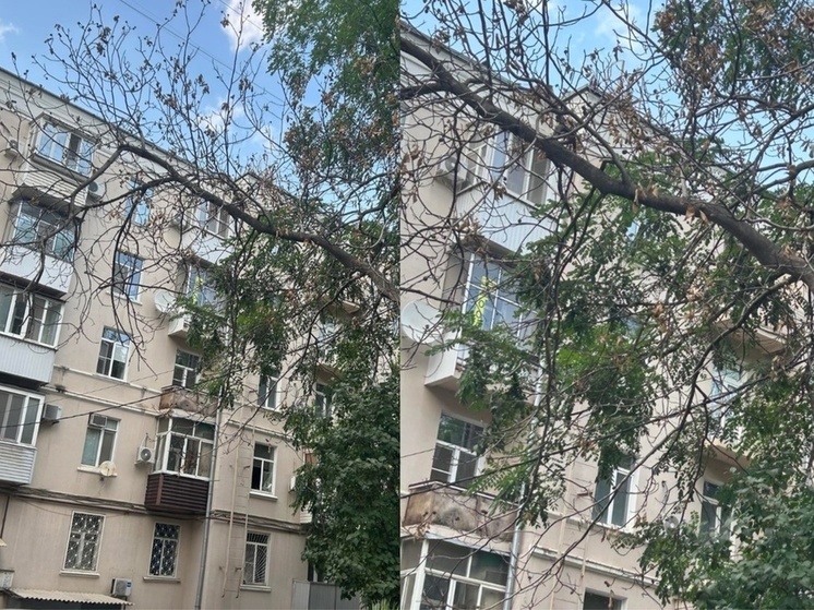 В донской столице вновь погибло большое дерево