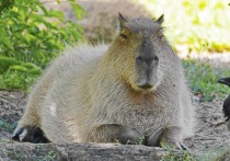 У самого крупного грызуна в мире знаменательный день