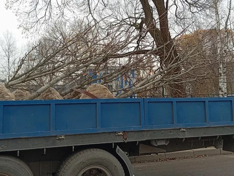 В Калининграде на улице Баранова высадили новые саженцы липы взамен погибших