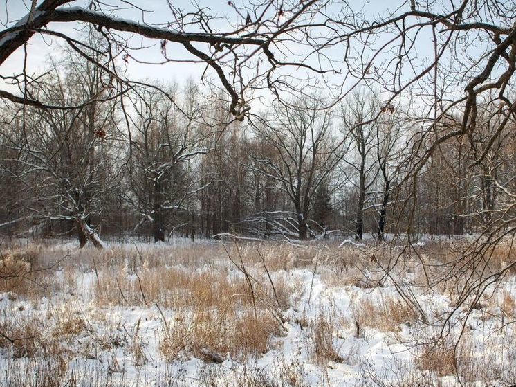 Метеоролог рассказал о погоде в Подмосковье в Новый год