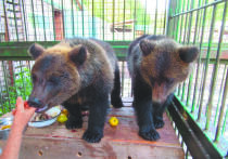 Отъездили медведи на велосипеде