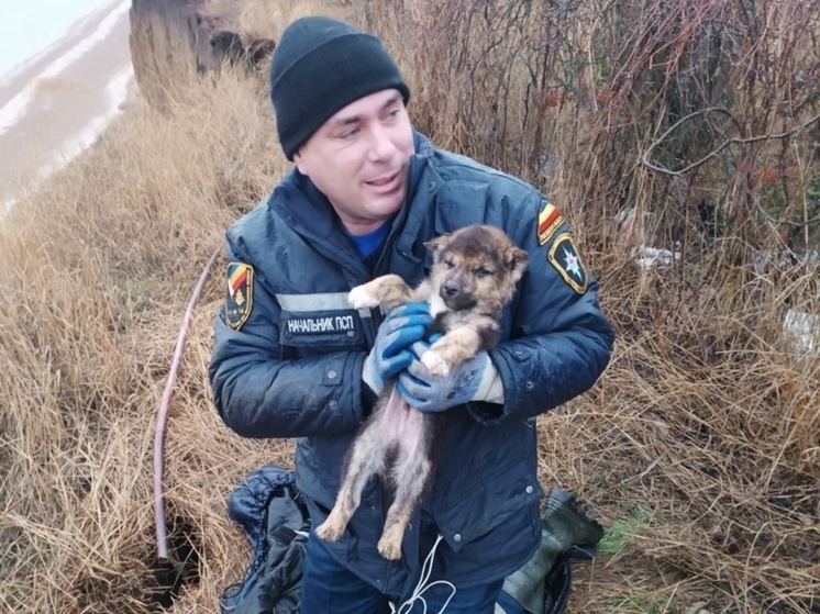 Донские спасатели достали маленького щенка из глубокой ямы