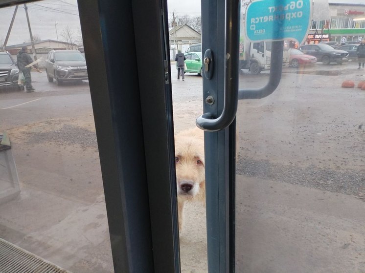 Полиция Петербурга начала поиск собачника-живодера