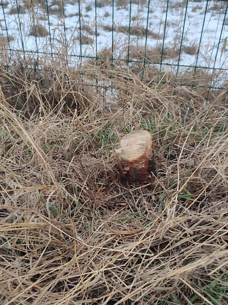 Сосну украли с городского стадиона в Новосиле Орловской области