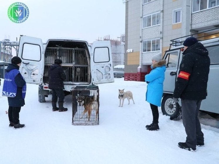 Бродячие собаки искусали 25 человек за год в Шурышкарском районе