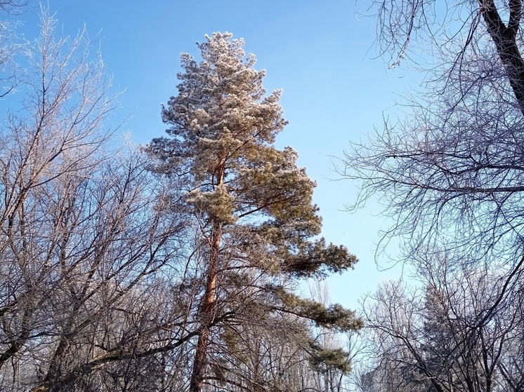 Что нельзя делать саратовцам 25 декабря