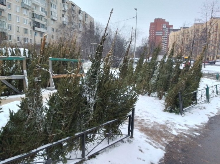 Калининградские полицейские обнаружили нарушения при торговле новогодними елками