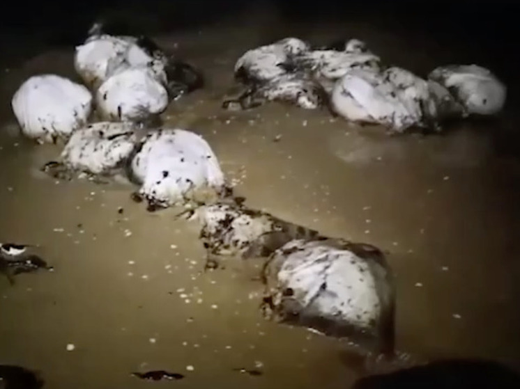 РАН предупредил о риске нефтезагрязнения Крыма