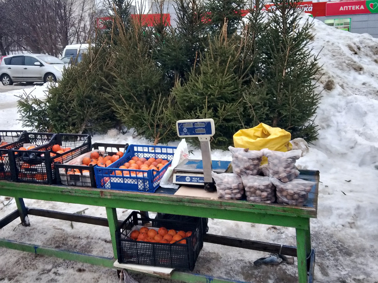 В Костроме осуществляются проверки для обнаружения и предотвращения неразрешённой продажи живых елей в границах города