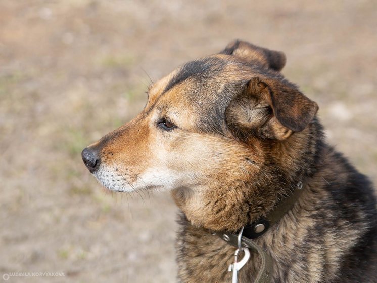 Ветеринары дали совет, как не потерять собаку в новогоднюю ночь