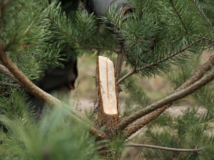 Лесорубы-браконьеры изуродовали 8 новогодних деревьев в Прибрежном