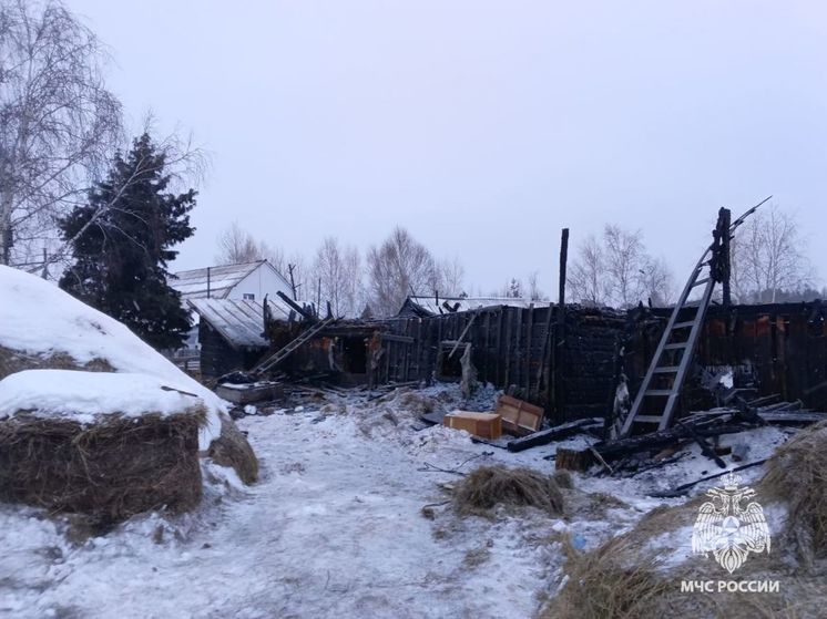 В Томской области во время пожара погибли коровы, бык и козы