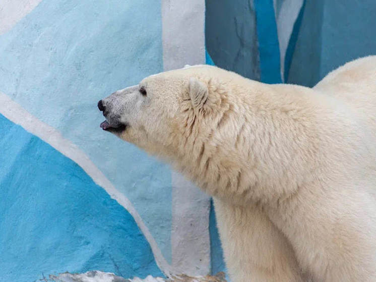 Новосибирский зоопарк установит подогрев воды для белых медведей после прокурорской проверки