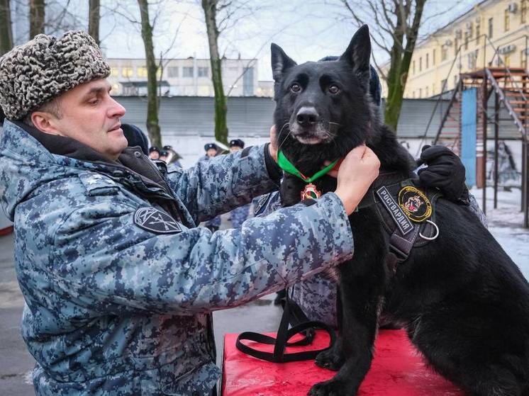 В Петербурге впервые наградили медалью Росгвардии служебную собаку