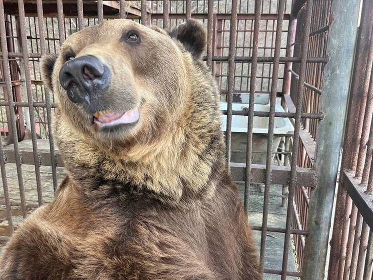 Бурый медведь по кличке Винни Пух переезжает в Красную Поляну