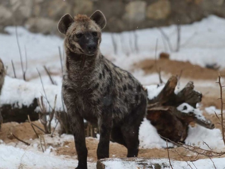 В их семье царит матриархат