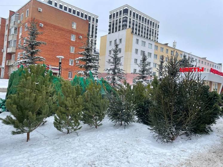 В Пензе проверили елочные базары