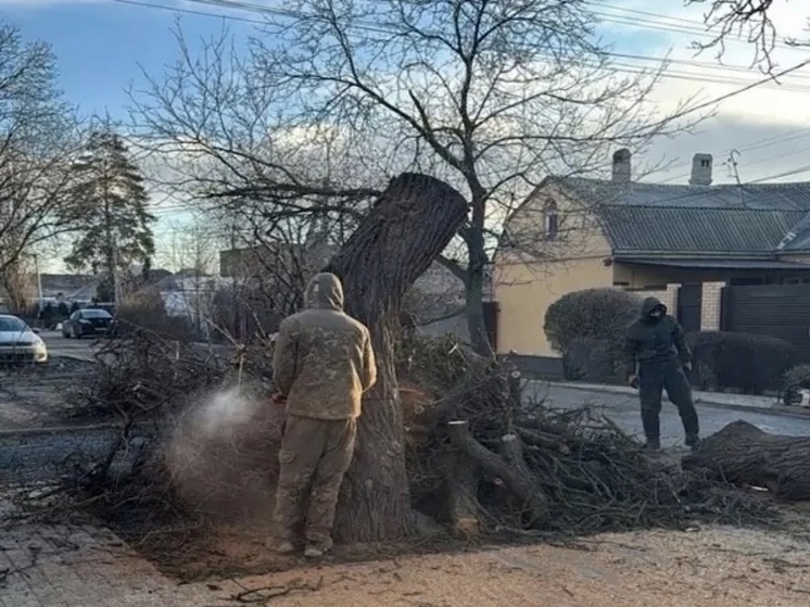 В Ростове-на-Дону на Днепростроевской убрали опасное дерево