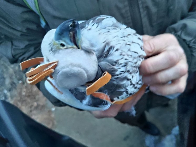 Незаконно пойманных краснокнижных птиц забрали у двух жителей Читы