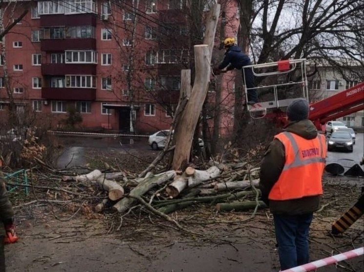 В Курске жители добились сноса 12 аварийных деревьев в 3-м Шоссейном переулке