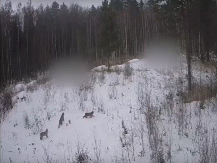 Владимирские рыси попали в фотоловушку в Петушинском районе