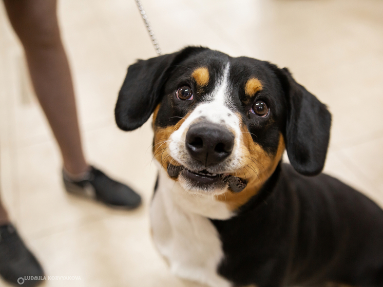 Ветеринары Карелии дали совет по новогодней диете для домашних питомцев