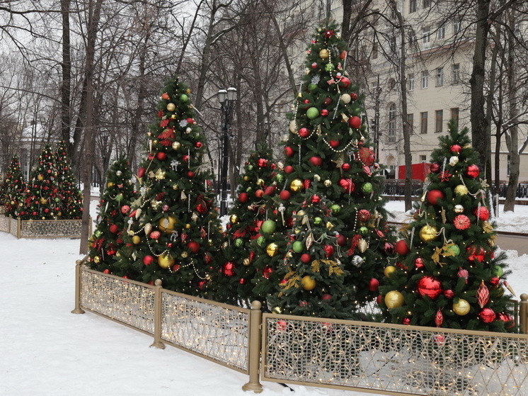 Юрист Билялова: за неправильную перевозку новогодней ели грозит штраф 500 рублей
