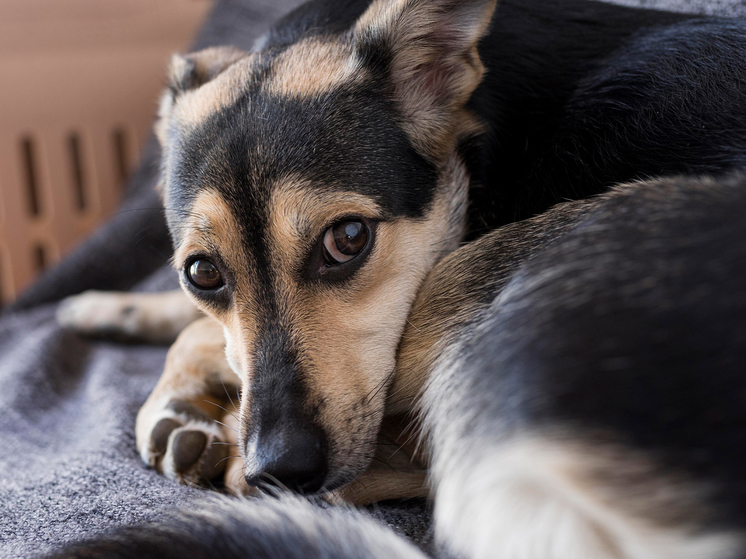 Веселье хозяев оборачивается испугом собак