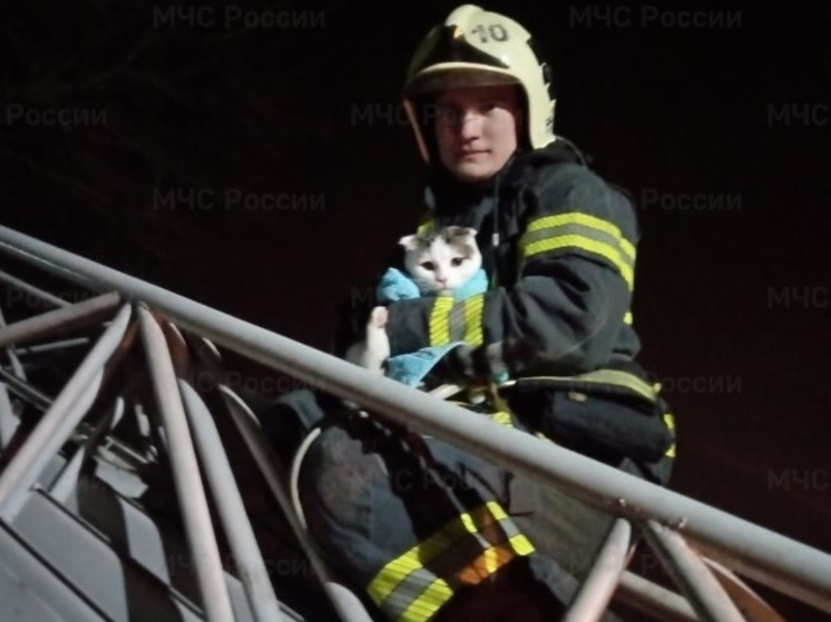 В Орловской области сотрудники МЧС снимали с дерева кота