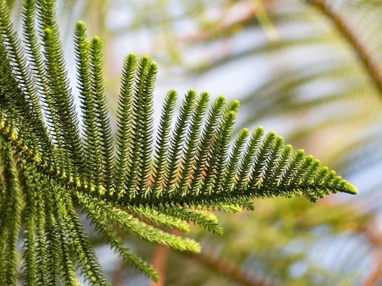 В Донецком ботаническом саду проводят экскурсию «Новогодние деревья мира»