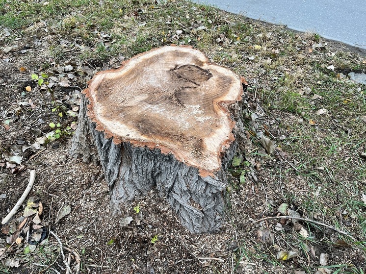 Саратовские чиновники объяснили массовый снос деревьев в городе