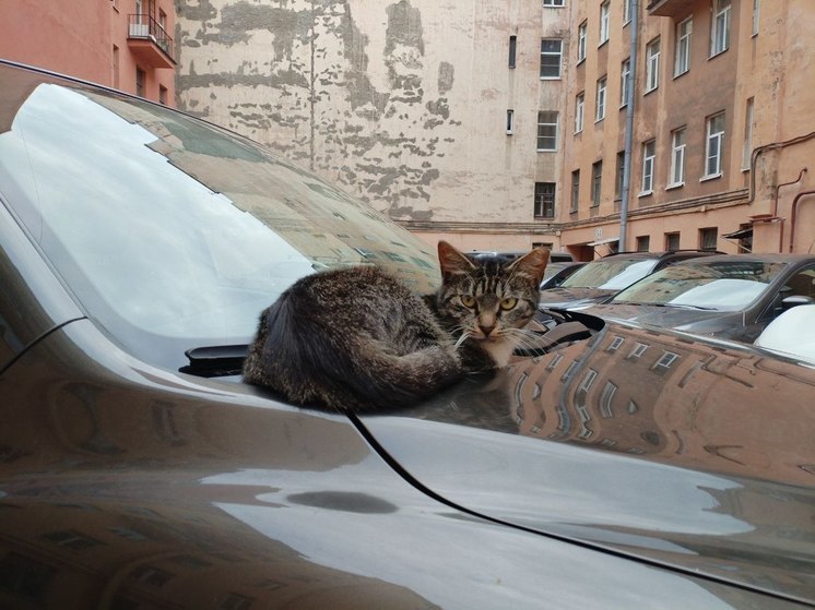 В Петербурге толпа подростков убила кошку на детской площадке и сбежала