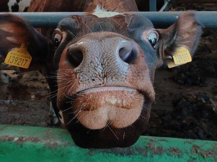Ленинградские буренки установили новый рекорд молочной продуктивности