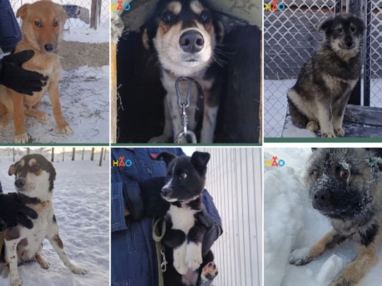 Про обитателей приюта для животных рассказали в НАО